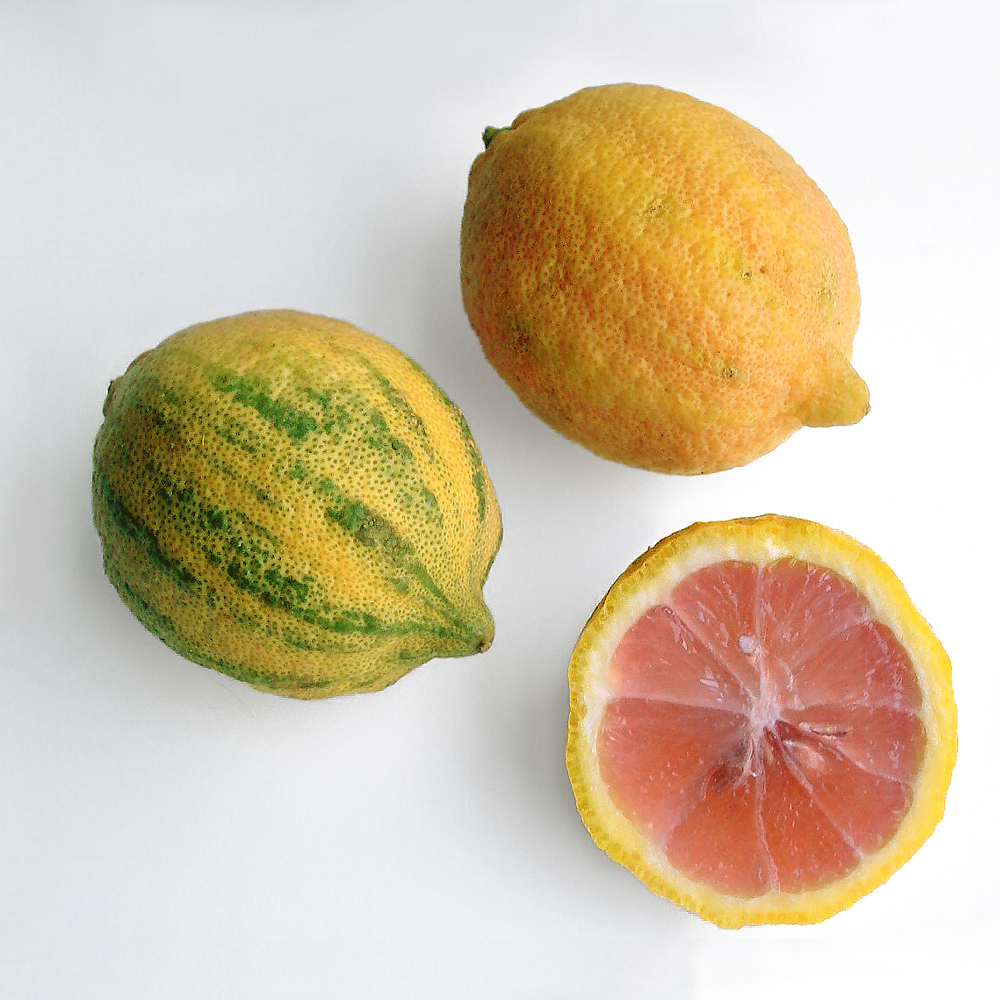 Variegated Lemon